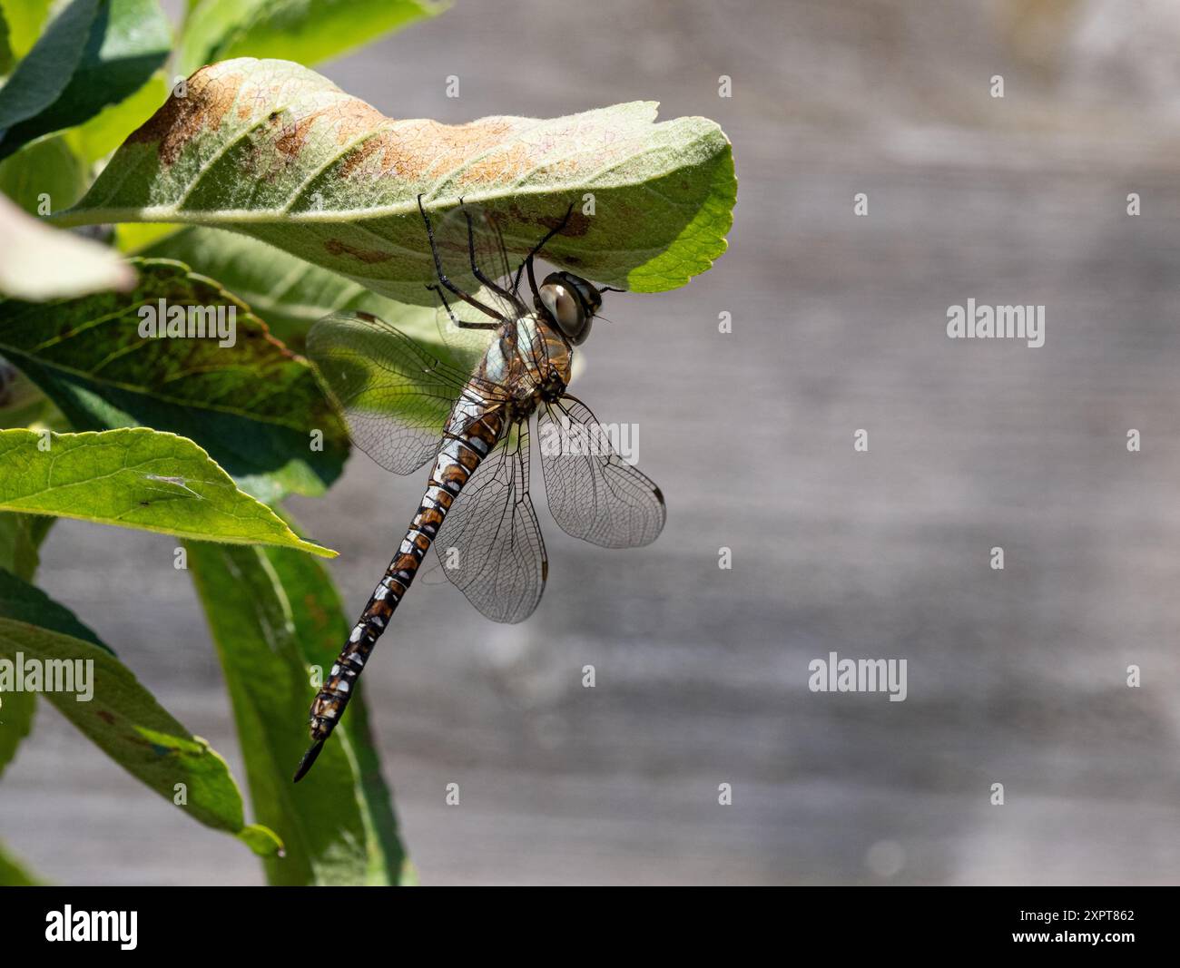 Dragon fly on an apple leaf Stock Photo