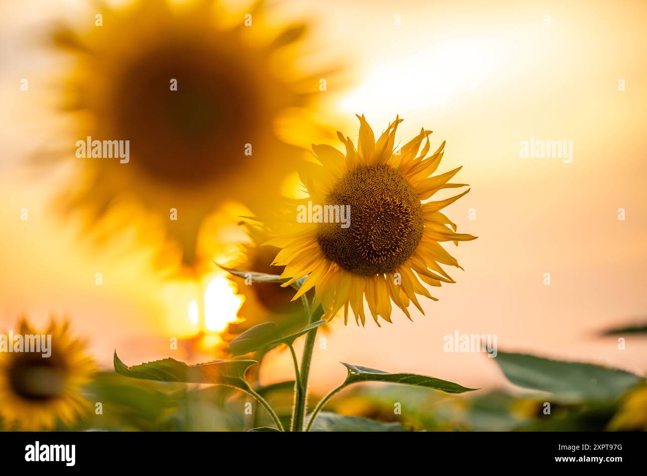 Sunset behind a field of blooming sunflowers Stock Photo - Alamy