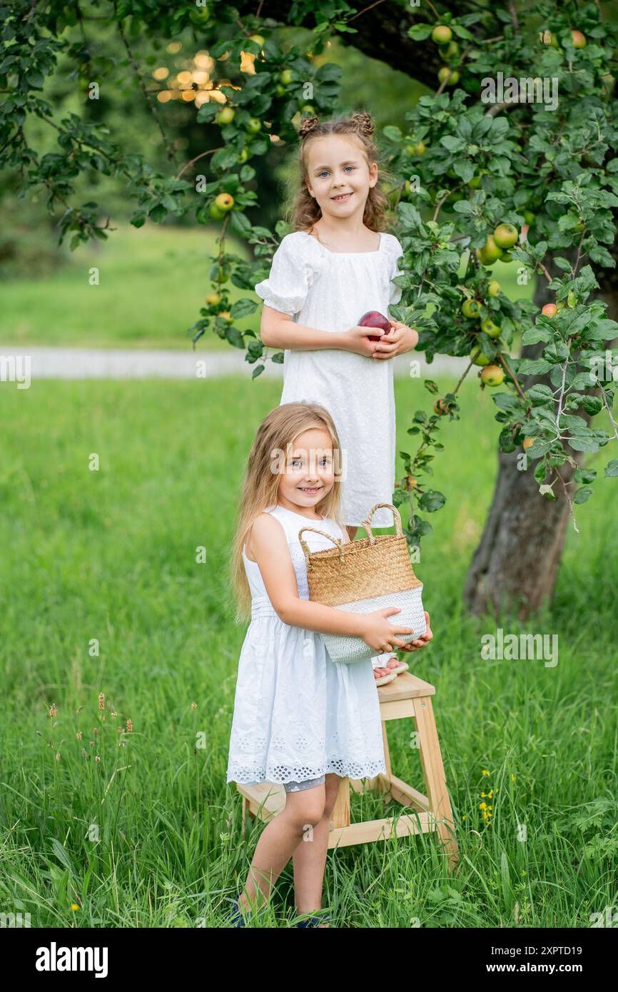 Cute two little girl friends are smiling and picking apples in basket in the garden. Fruits. Stock Photo