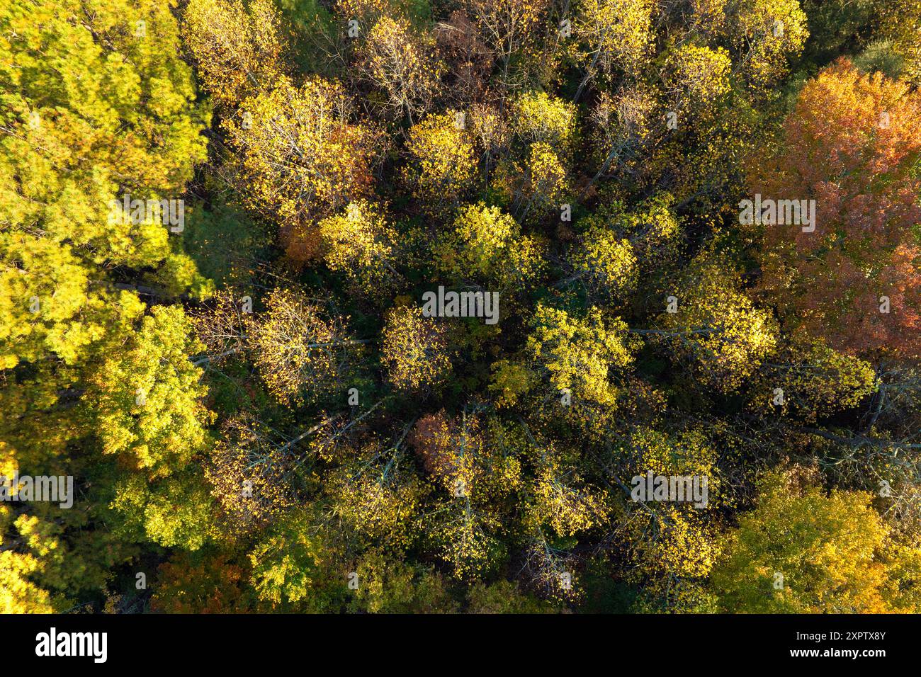 Aerial view dense tree canopy hi-res stock photography and images - Alamy
