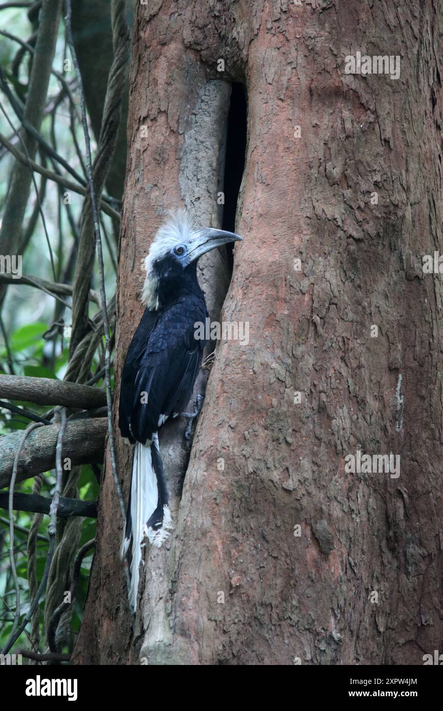 The white-crowned hornbill (Berenicornis comatus), also known as the long-crested hornbill or white-crested hornbill. This photo was taken in Thailand Stock Photo