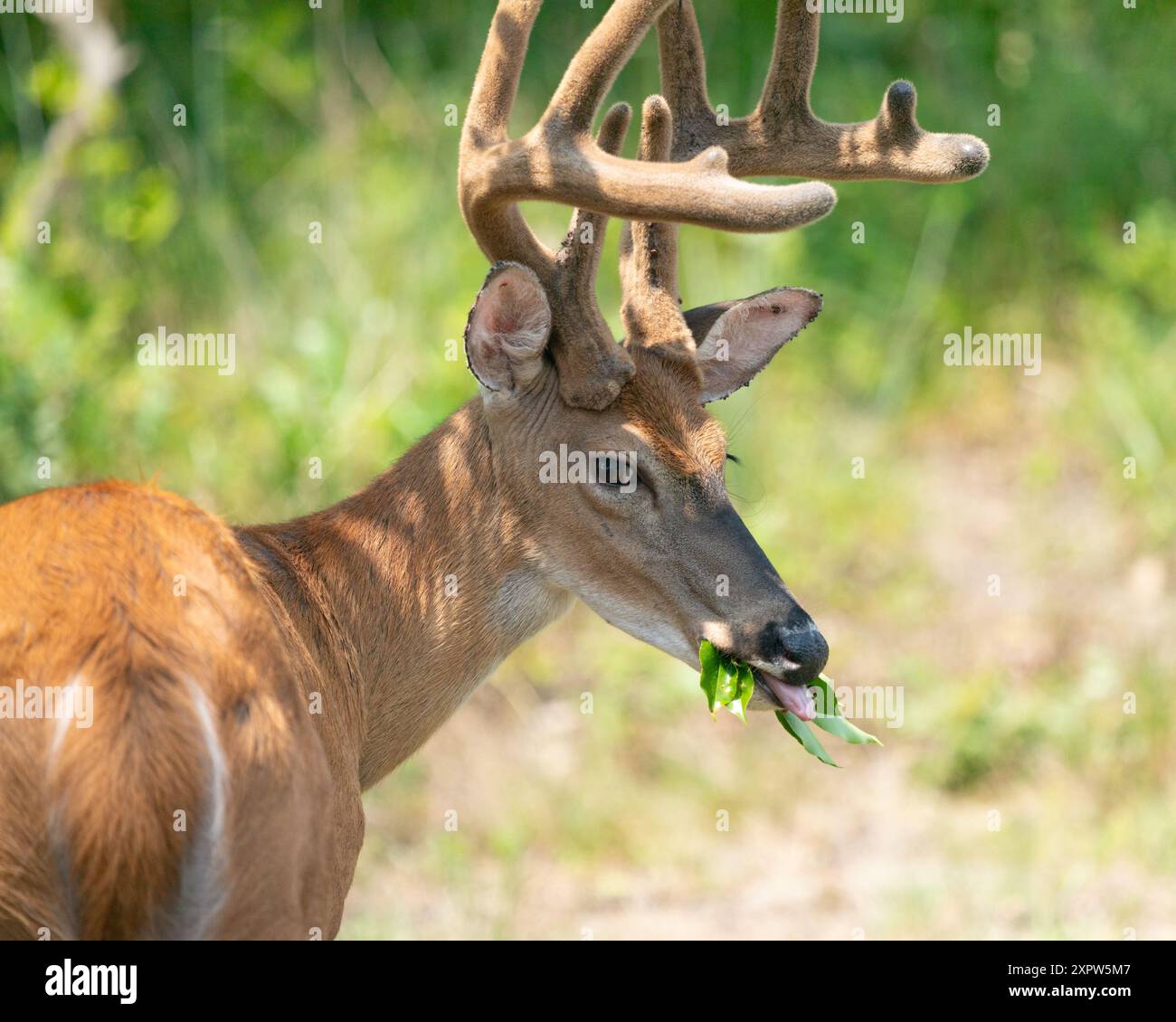 Ten point white tailed deer buck hi-res stock photography and images ...