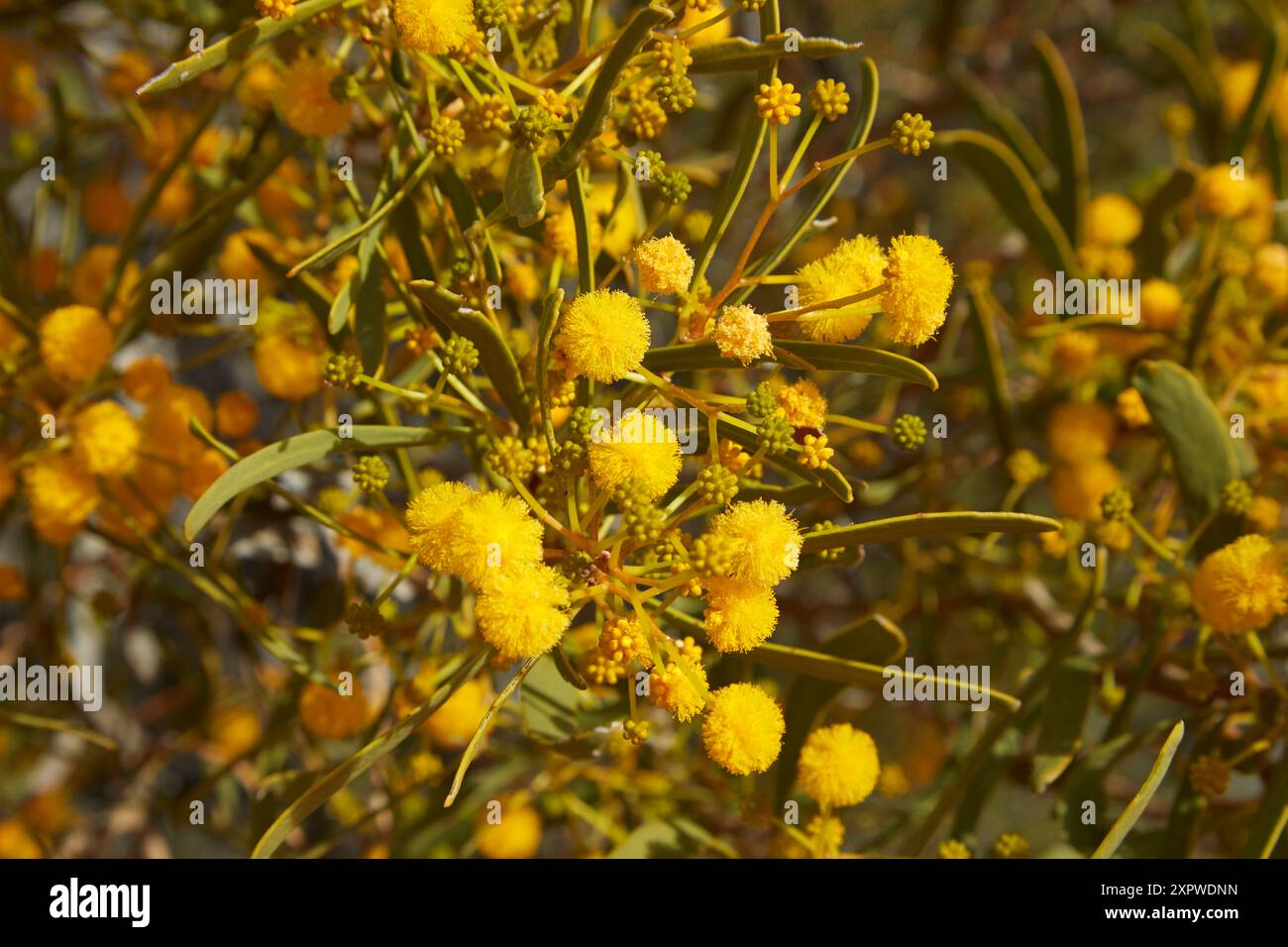 Wildflowers (Acacia ligulata), Munga-Thirri–Simpson Desert National Park, Simpson Desert, outback South Australia, Australia Stock Photo