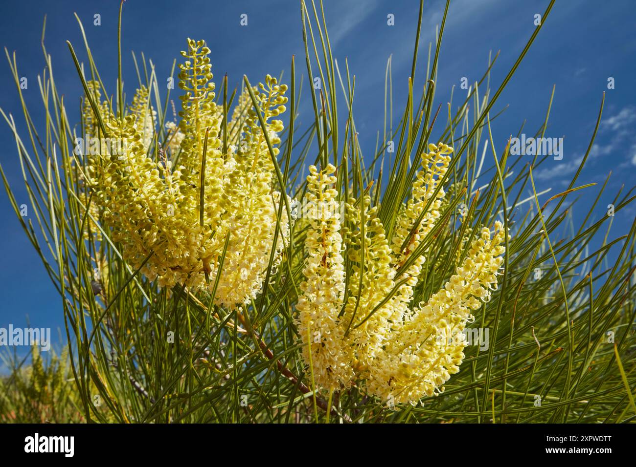 Wildflowers (Grevillea species), Munga-Thirri–Simpson Desert National Park, Simpson Desert, outback South Australia, Australia Stock Photo