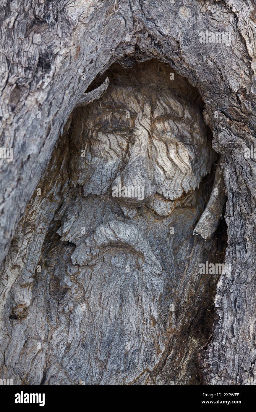 Historic carving of Burke, by John Dick in 1898, near The Dig Tree ...