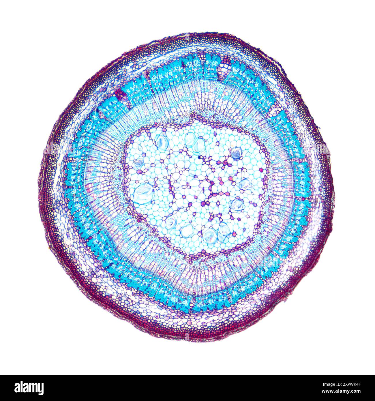 Tilia stem, cross section, 8X light micrograph. Stem of basswood, also known as linden, under the light microscope. Hematoxylin-eosin stained. Stock Photo
