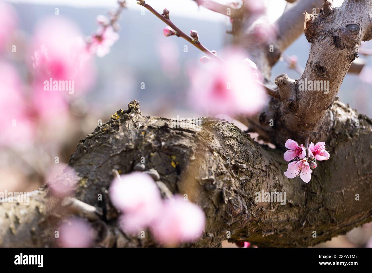 Peach flowering trees in gardens in spring Stock Photo