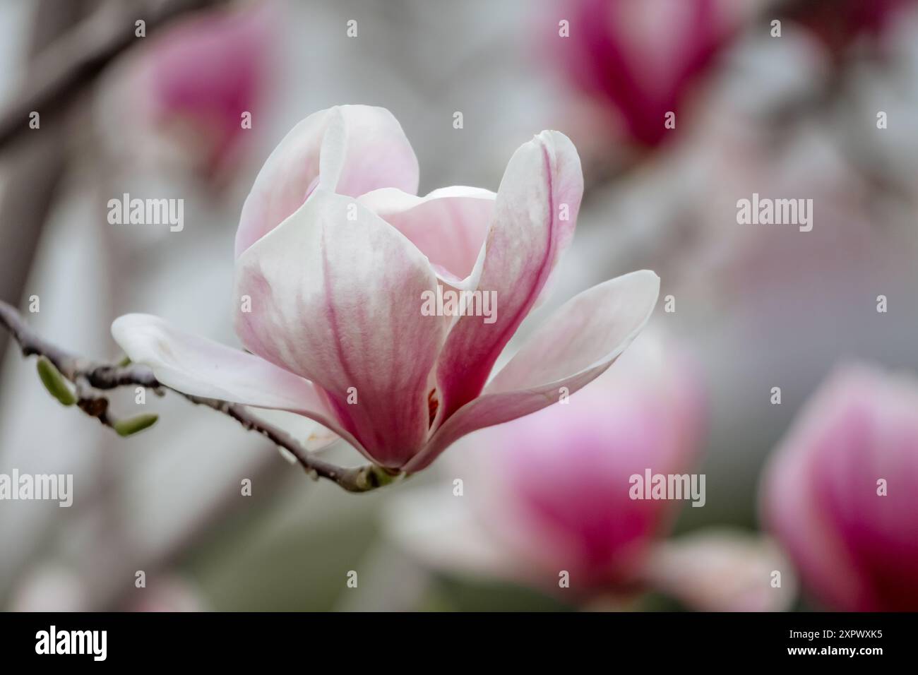 Magnolia Sulanjana flowers with petals in the spring season. beautiful ...