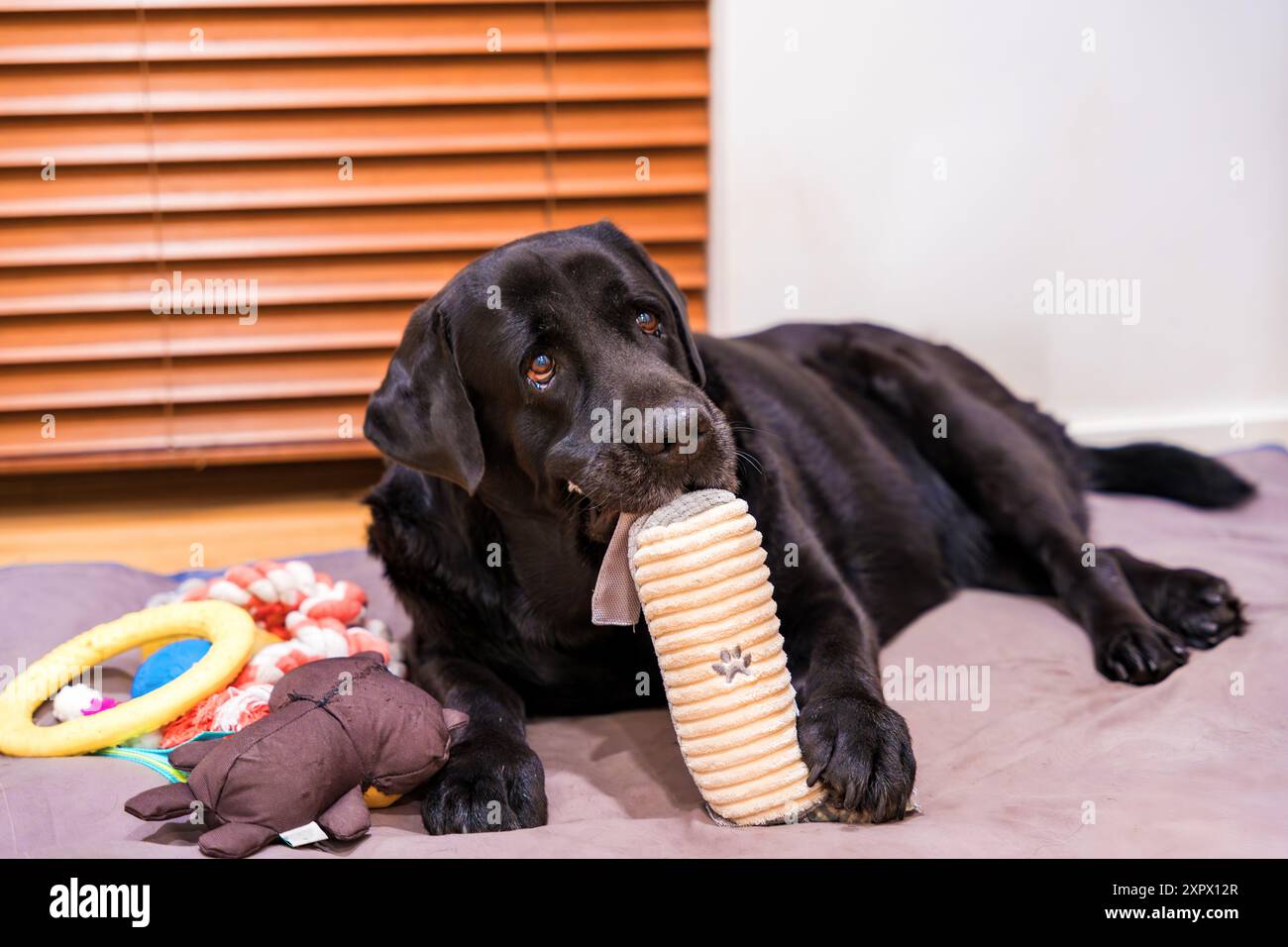 Black labrador dog lying down hi-res stock photography and images - Alamy