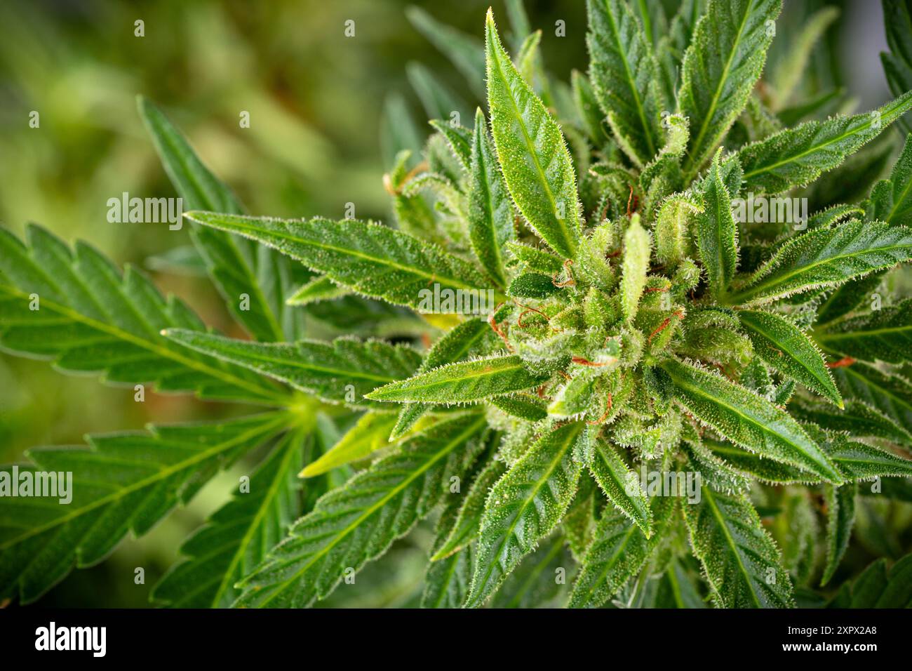 closeup of a ripe blooming cannabis plant on green wide background.  marijuana buds cbd and medicine and science concept Stock Photo