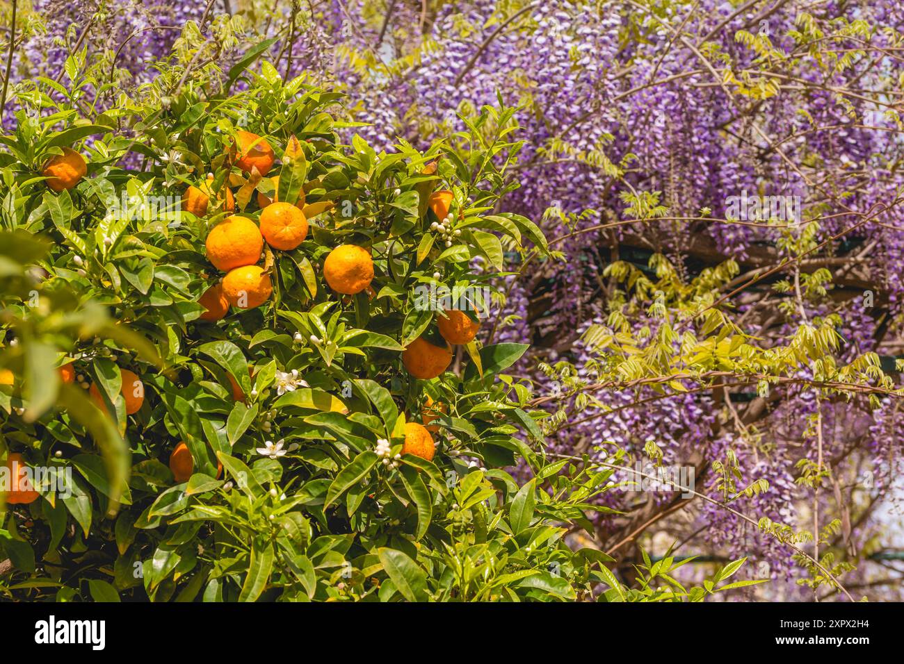 Wisteria plant hi-res stock photography and images - Alamy
