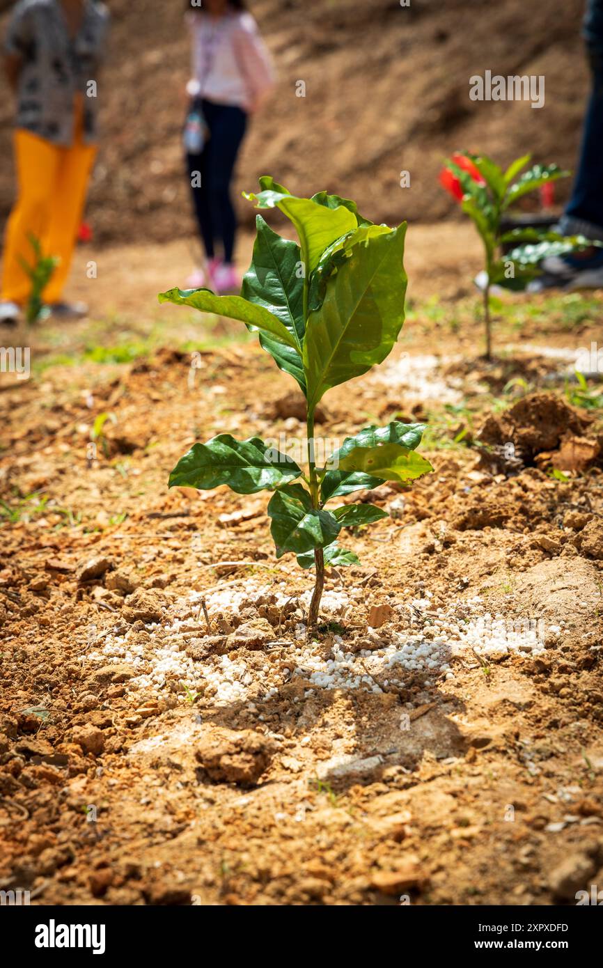 A young coffee plant growing in soil with two people in the background ...