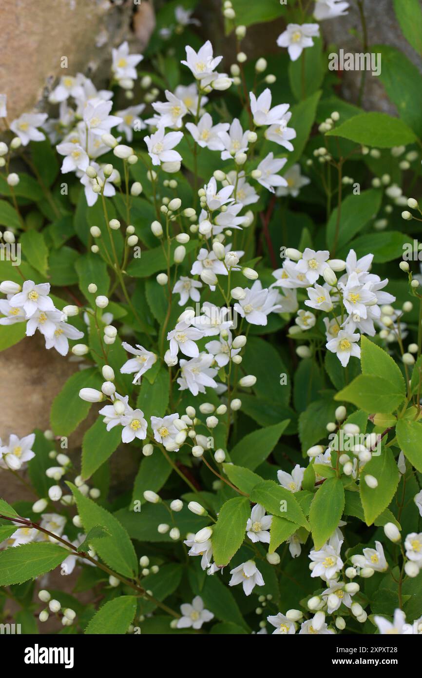 Slender Deutzia or Japanese Snow Flower, Deutzia gracilis 'Nikko', Hydrangeaceae. Japan, Asia. Stock Photo