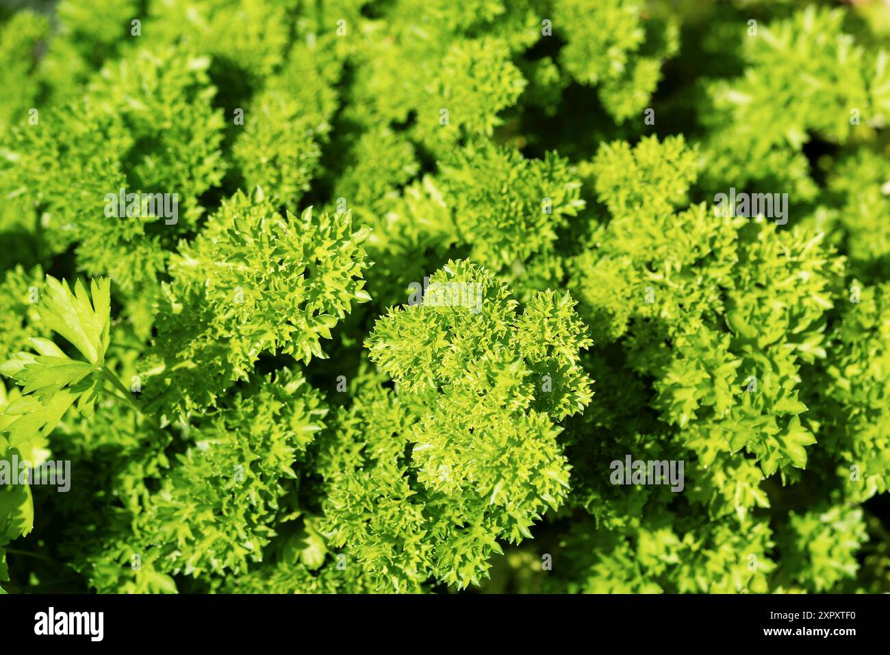 Curley leaf parsley, Parsley (Petroselinum crispum), leaves Stock Photo