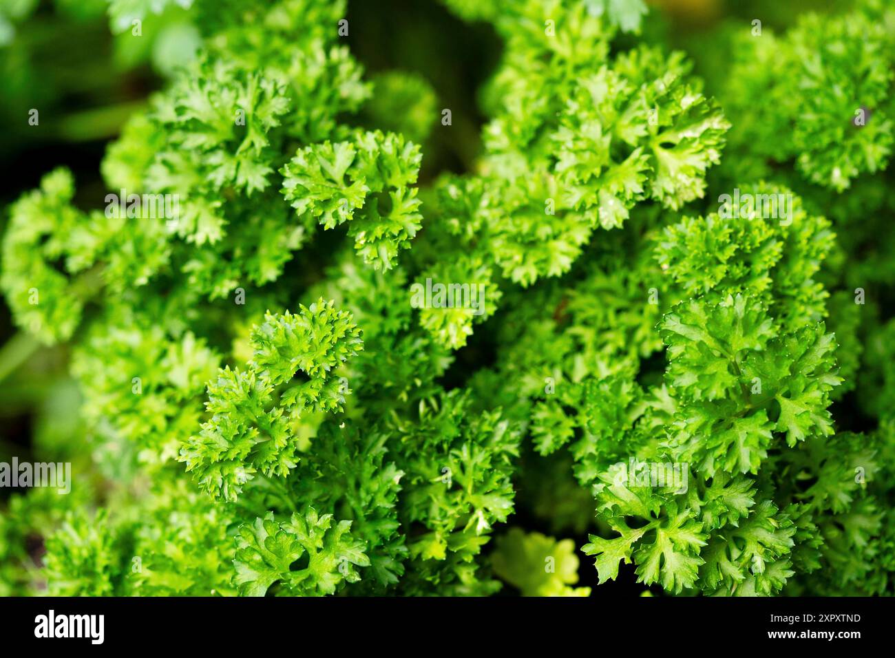 Curley leaf parsley, Parsley (Petroselinum crispum), leaves Stock Photo