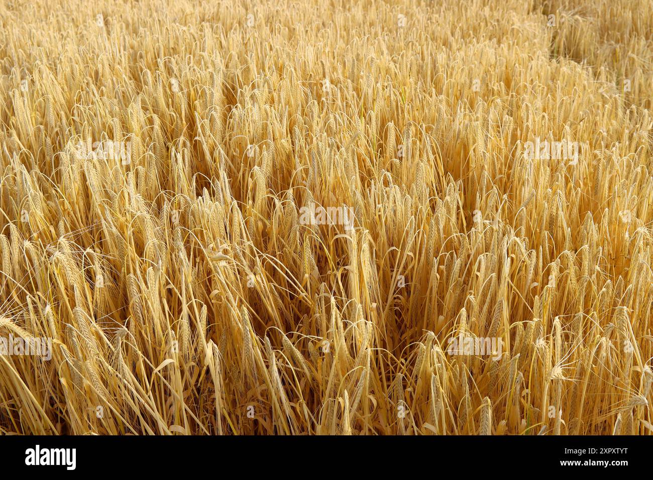 Barley plants ready harvesting hi-res stock photography and images - Alamy
