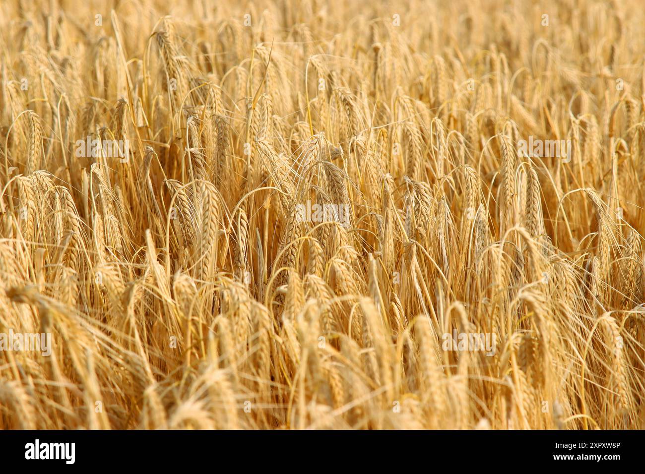 Barley plants ready harvesting hi-res stock photography and images - Alamy