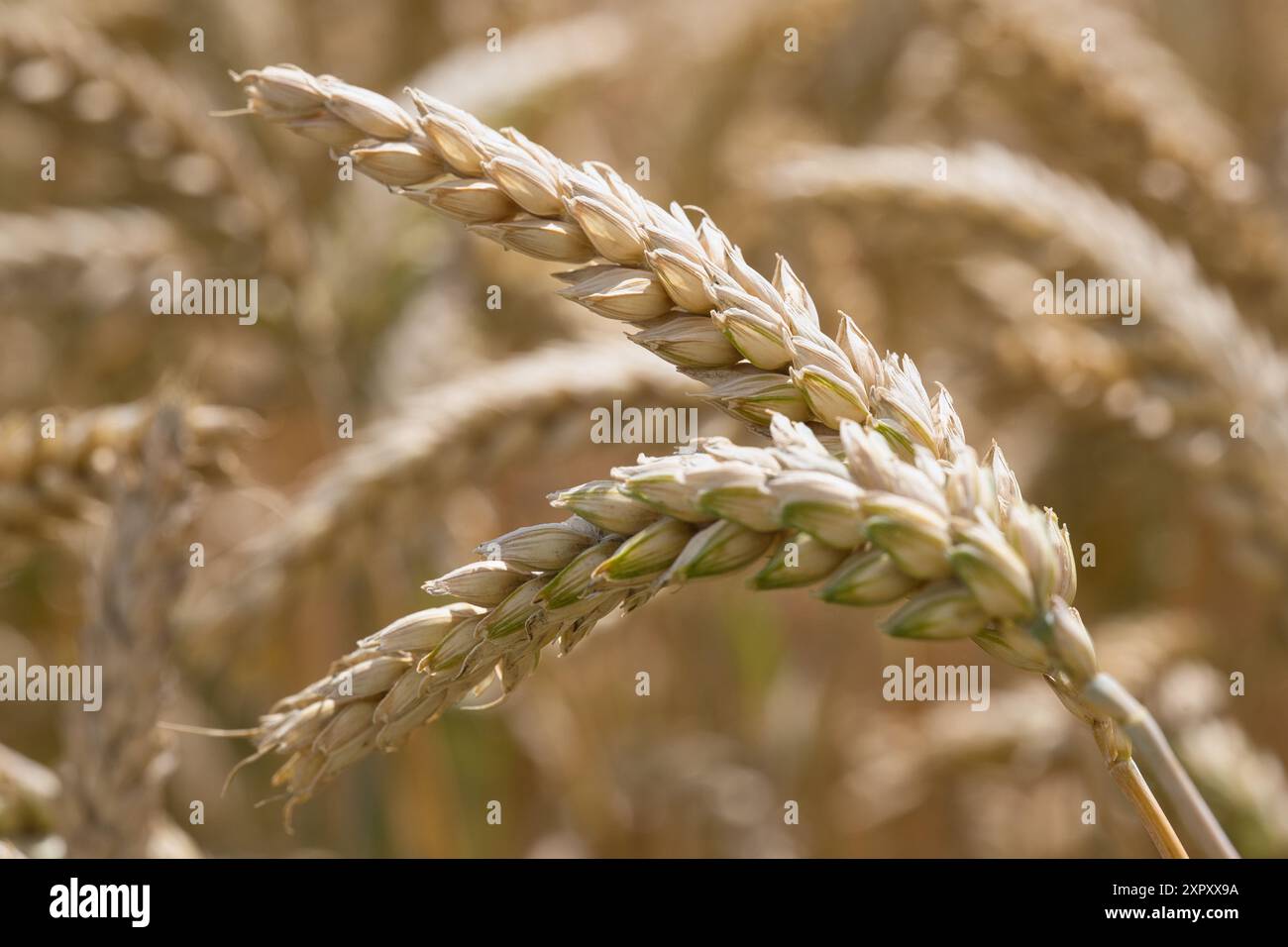 Vegan field wheat cereals ears hi-res stock photography and images - Alamy