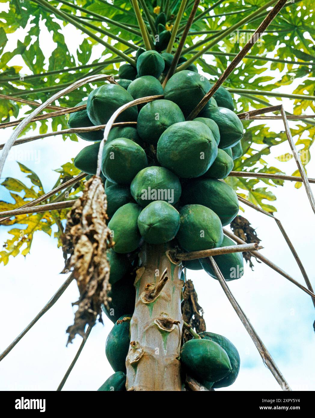 Fruchternte hi-res stock photography and images - Alamy