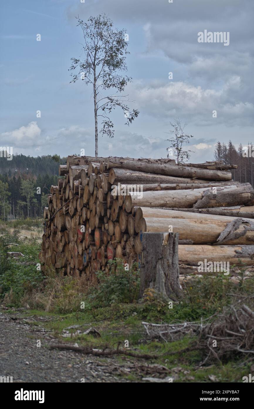 felled and peeled trees lie on roadsides Stock Photo