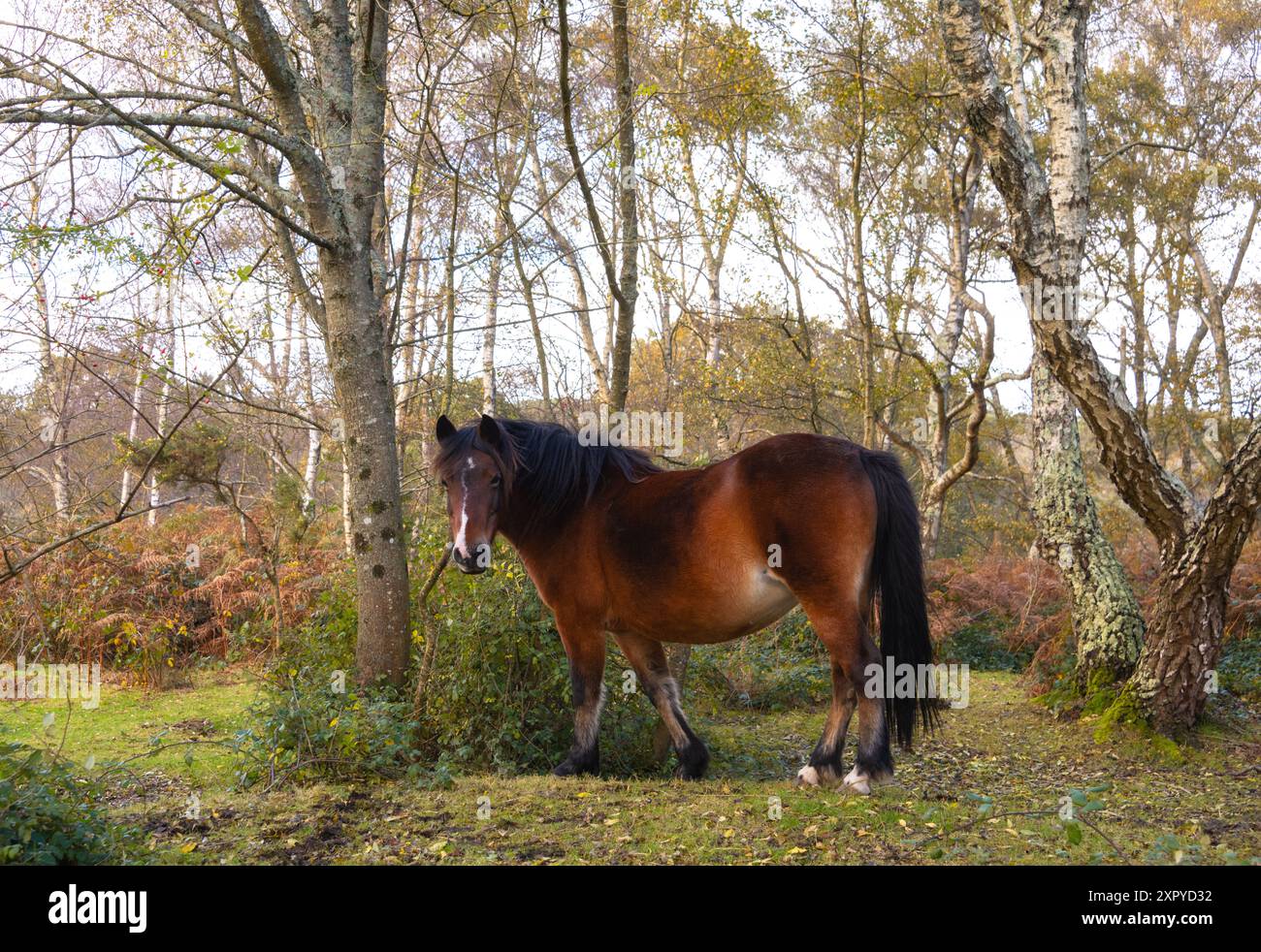 New forest landscape uk hi-res stock photography and images - Alamy