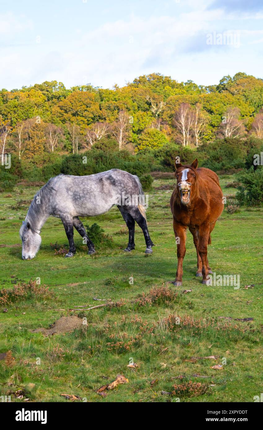 Brockenhurst new forest hi-res stock photography and images - Alamy