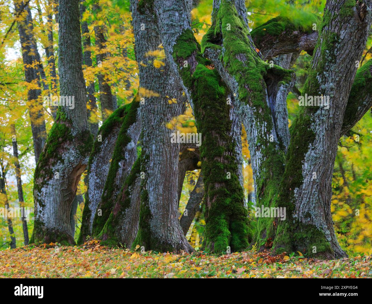View to the trunks of very old small-leaved lime trees Stock Photo - Alamy