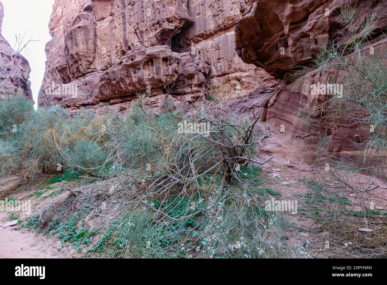 Plants growing in the desert in the shade of the rocks, drawing moisture from the dew deposited on the rocks at dawn Stock Photo