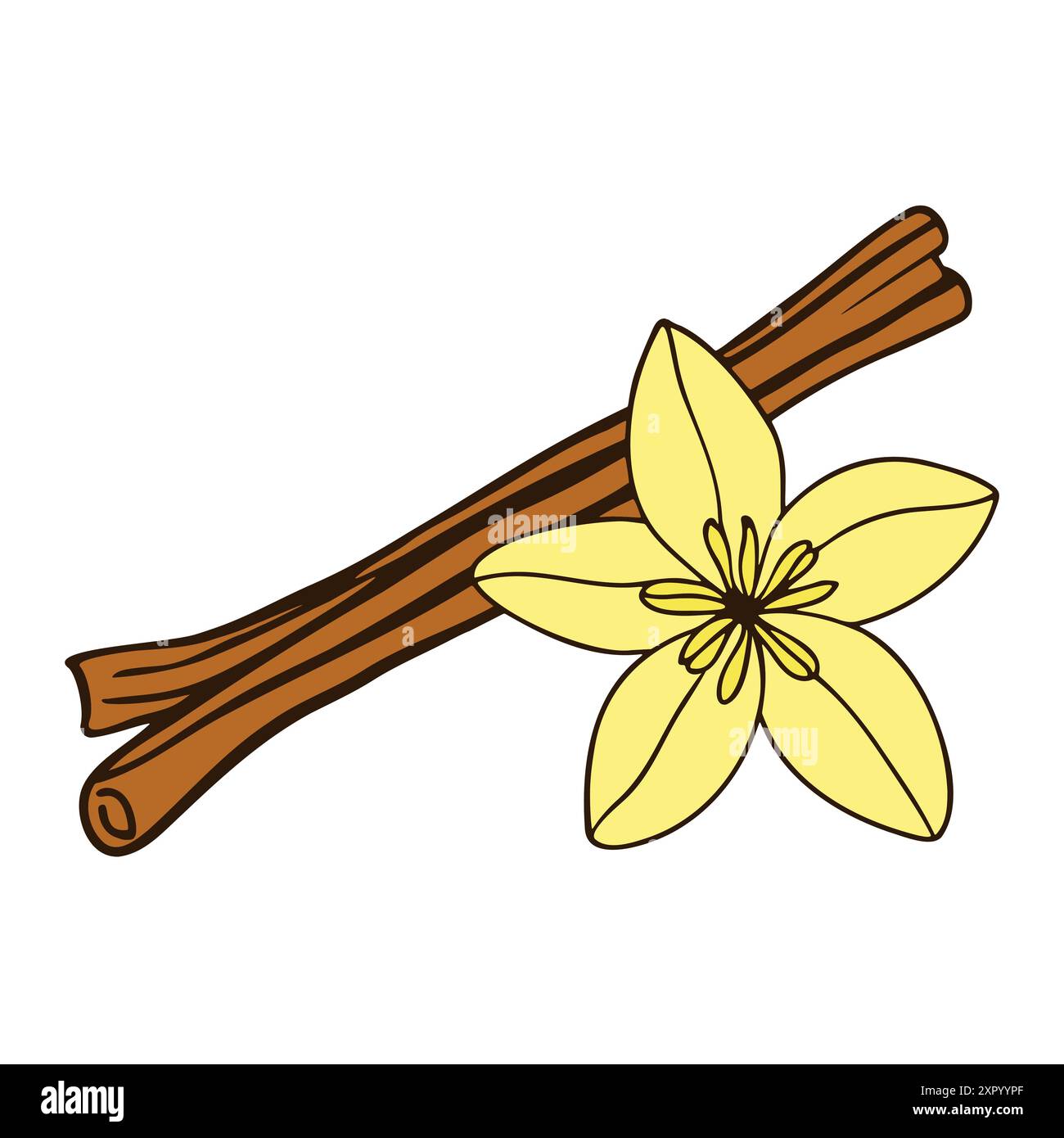 Cinnamon sticks and vanilla flower doodle color drawing on white background. Vector illustration Stock Vector