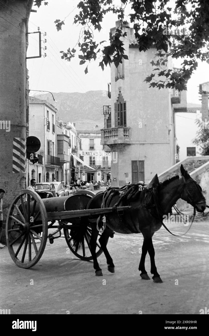 Harnessed mule Black and White Stock Photos &amp; Images - Alamy