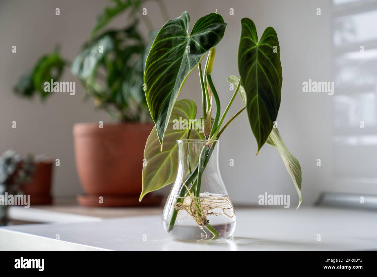 Sprouts of Philodendron Splendid plant in glass jar. Simple propagation  houseplant by stem in water Stock Photo - Alamy