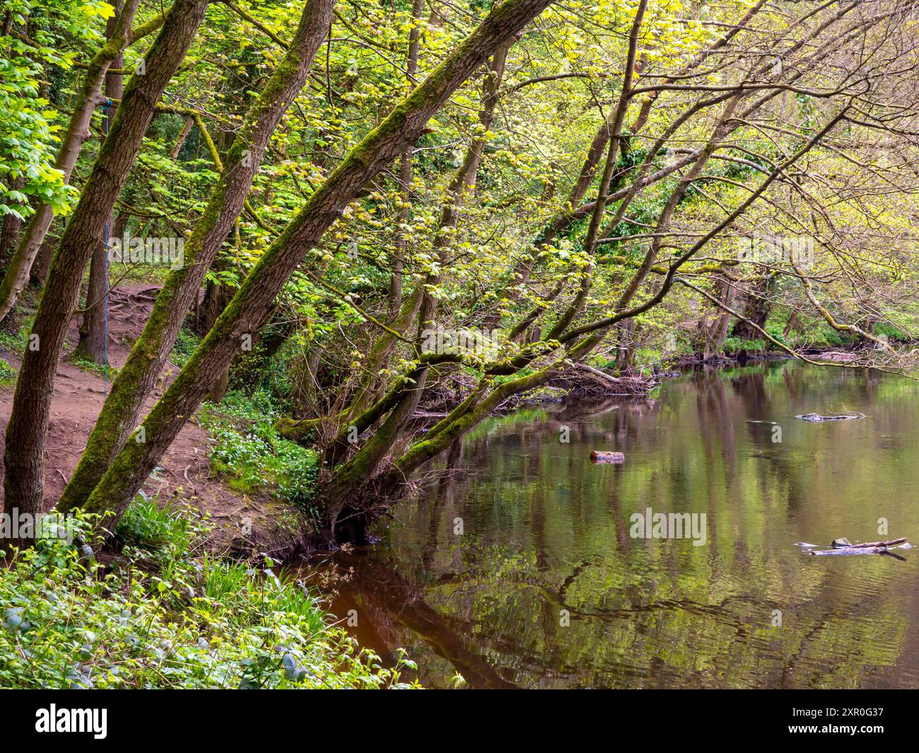 Trees on the riverside near the River Nidd in Knaresborough a town in ...
