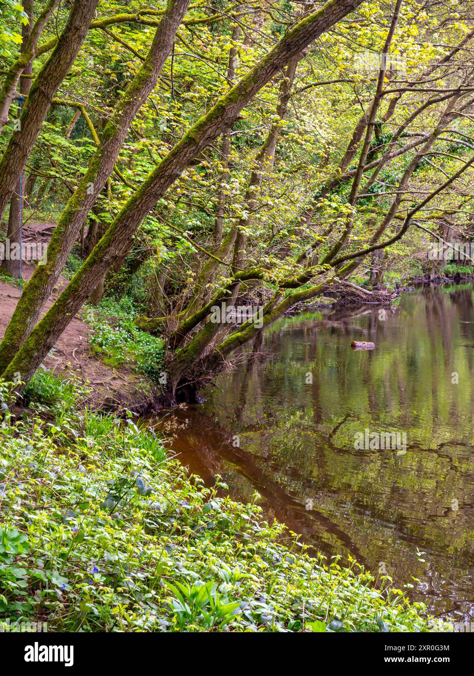 Trees on the riverside near the River Nidd in Knaresborough a town in ...