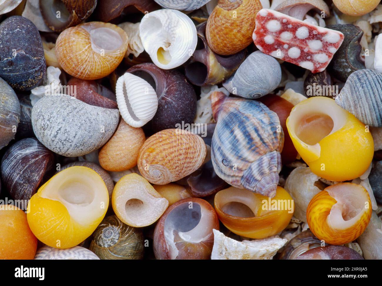 Names Of Seashells With Pictures Uk