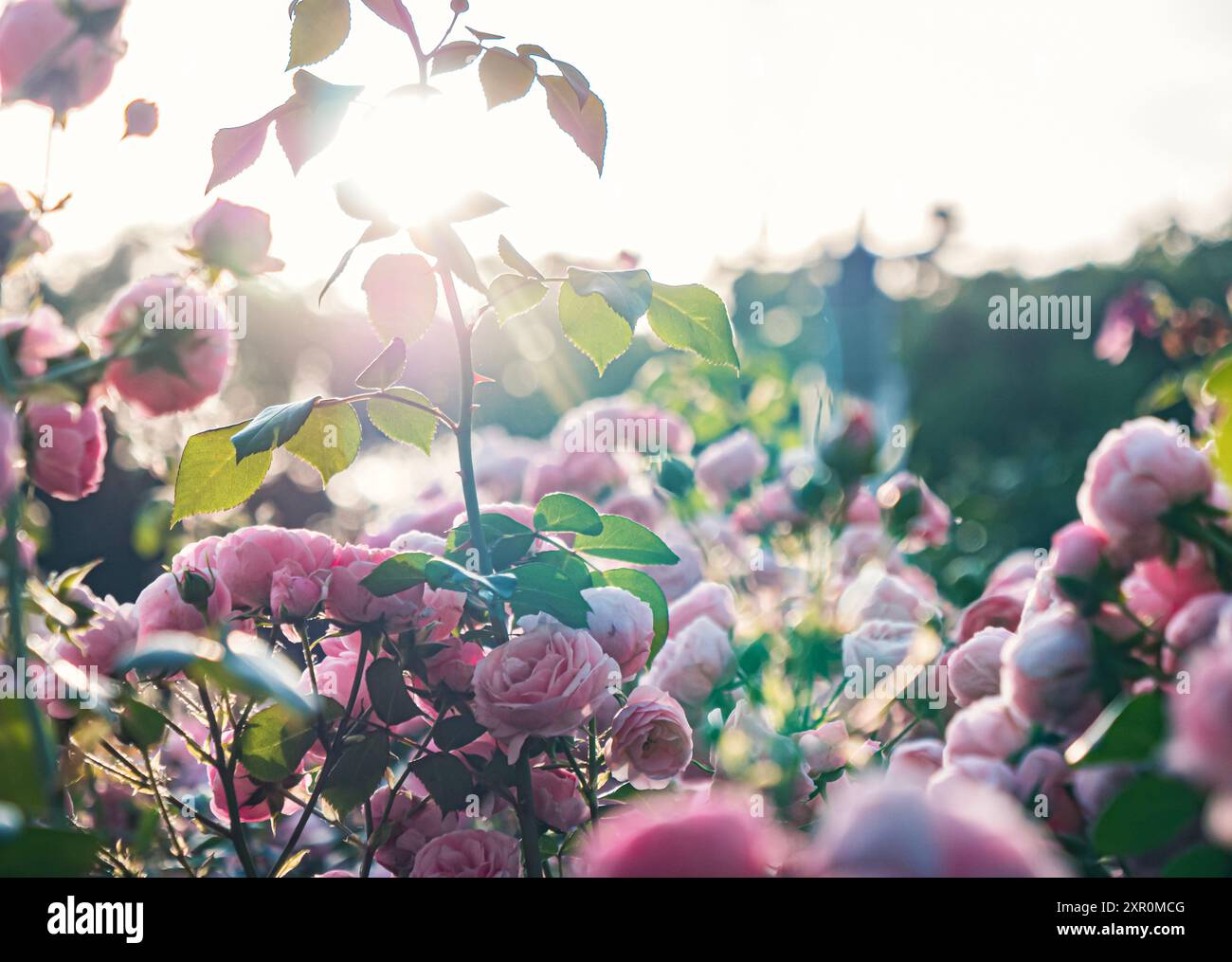 Showcasing pink roses hi-res stock photography and images - Alamy