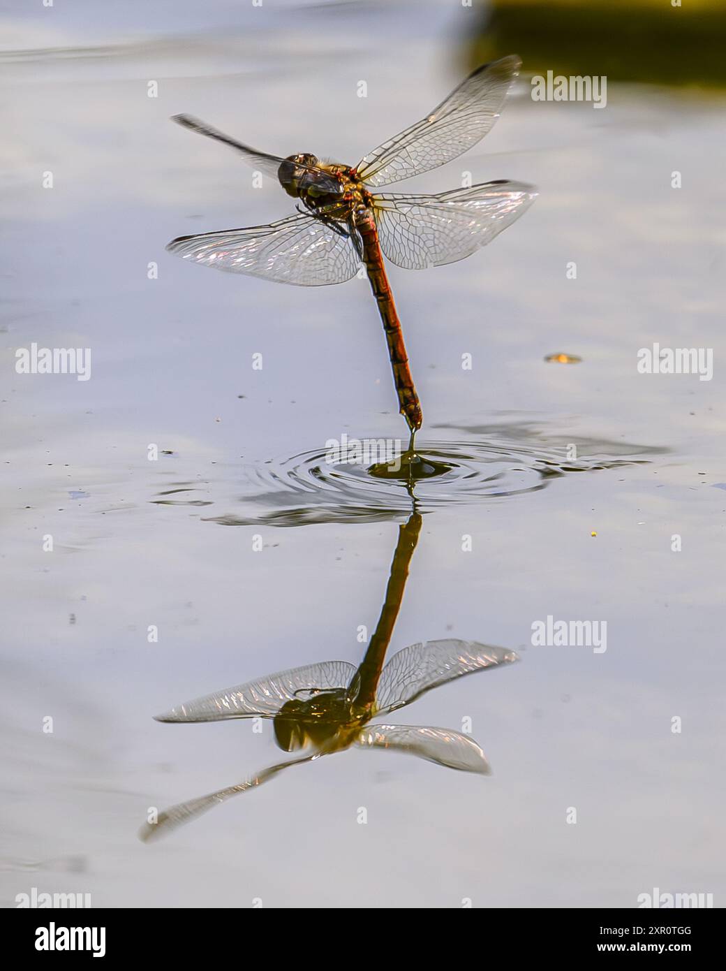 Common Darter laying eggs Stock Photo
