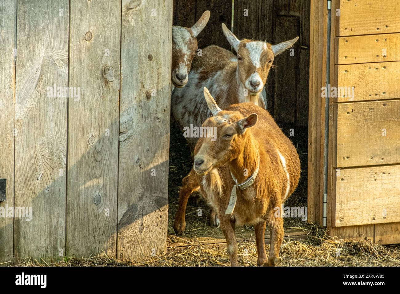 Nigerian goats for sale near me