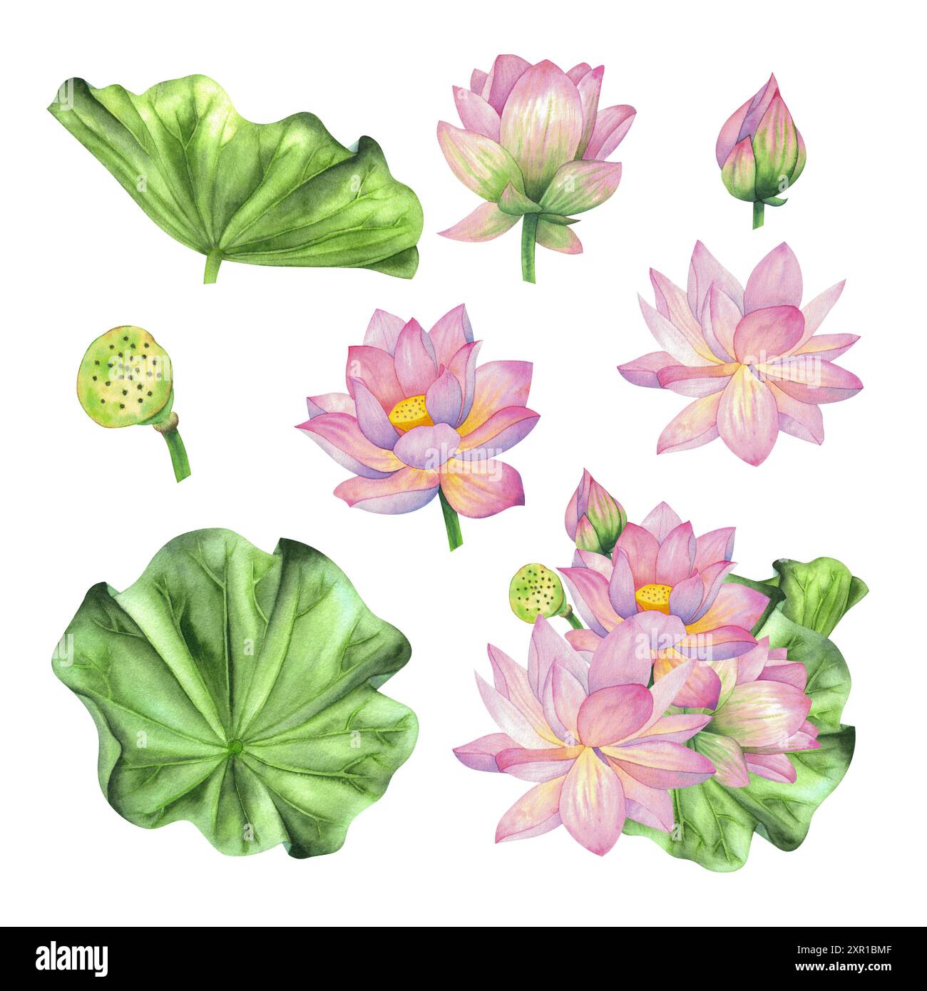 Pink lotuses, flowers and buds with leaves. Watercolor illustration ...