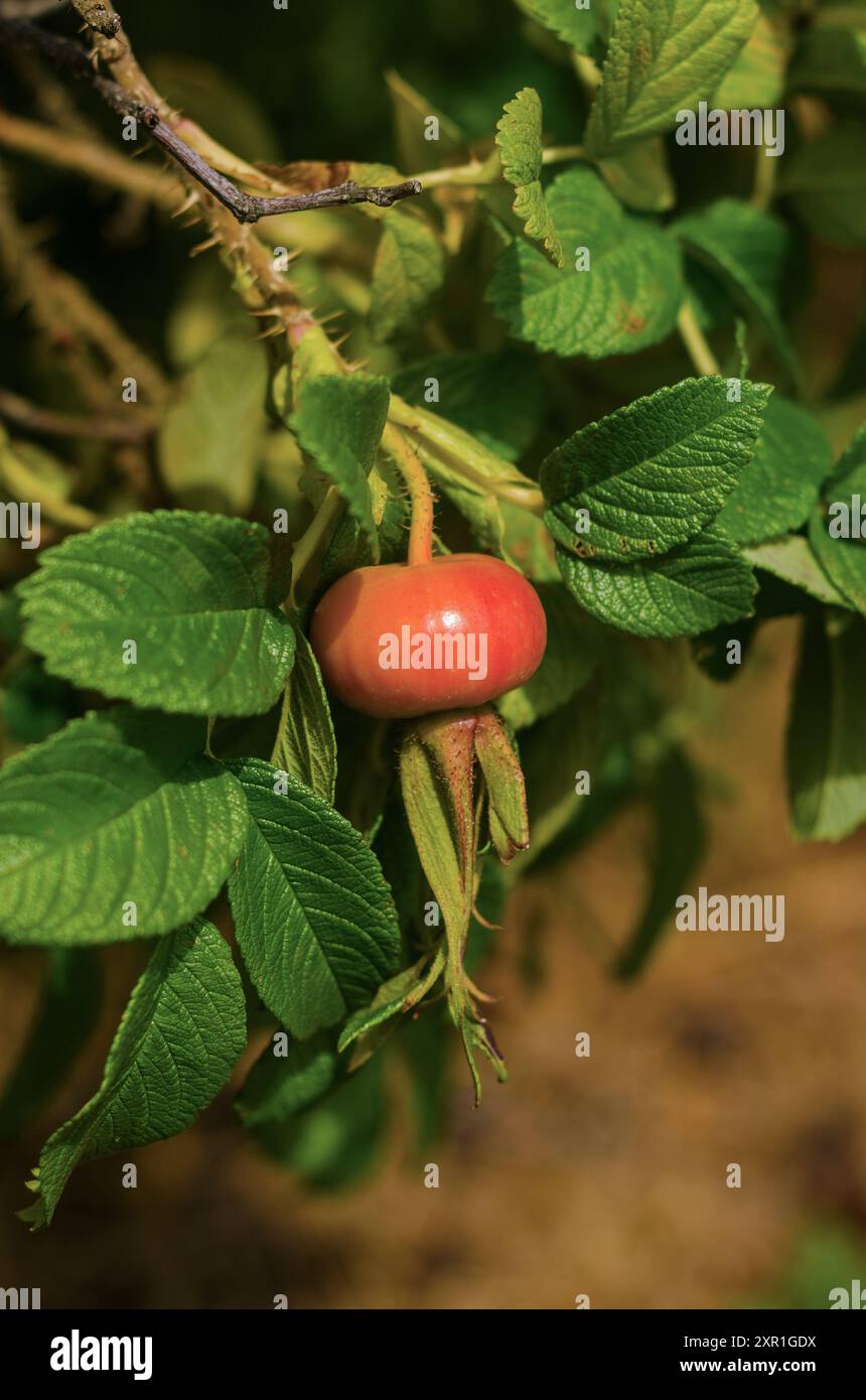 Green fruit rose hi-res stock photography and images - Alamy