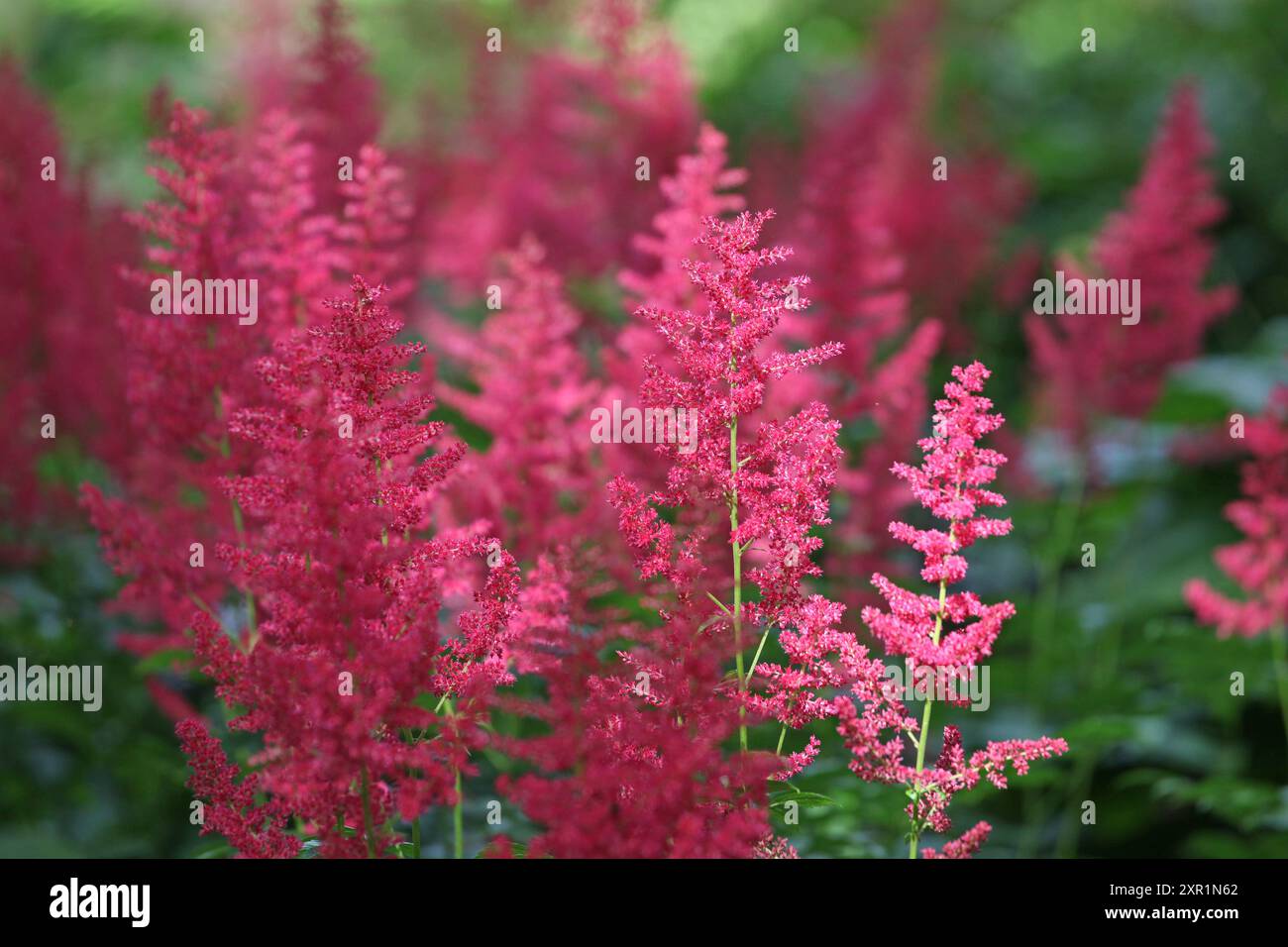 Red Astilbe arendsii ‘Fanal’ in flower during the summer months Stock ...