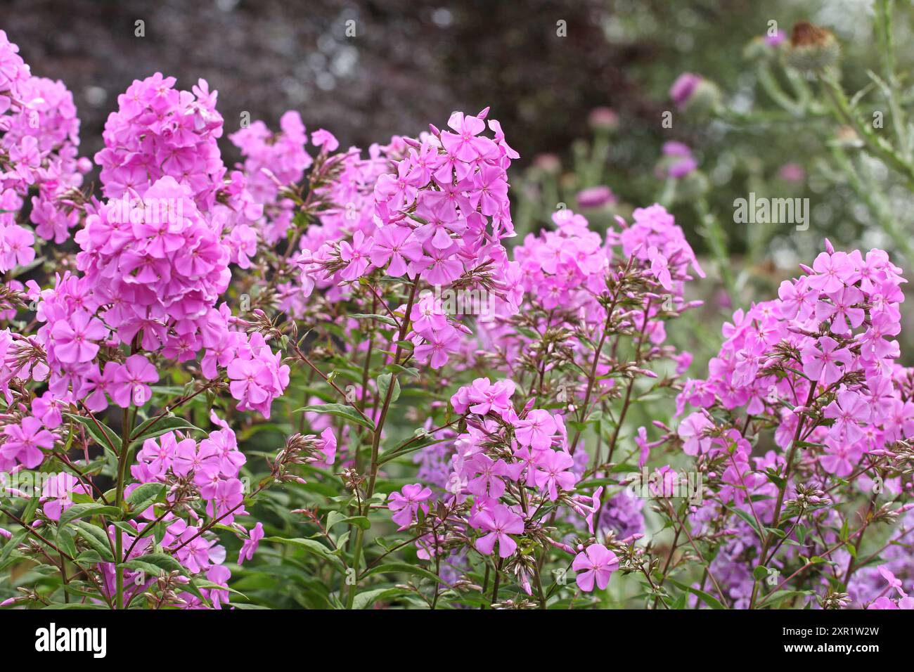 Bright pink Phlox paniculata ‘Alpha’ in flower Stock Photo - Alamy