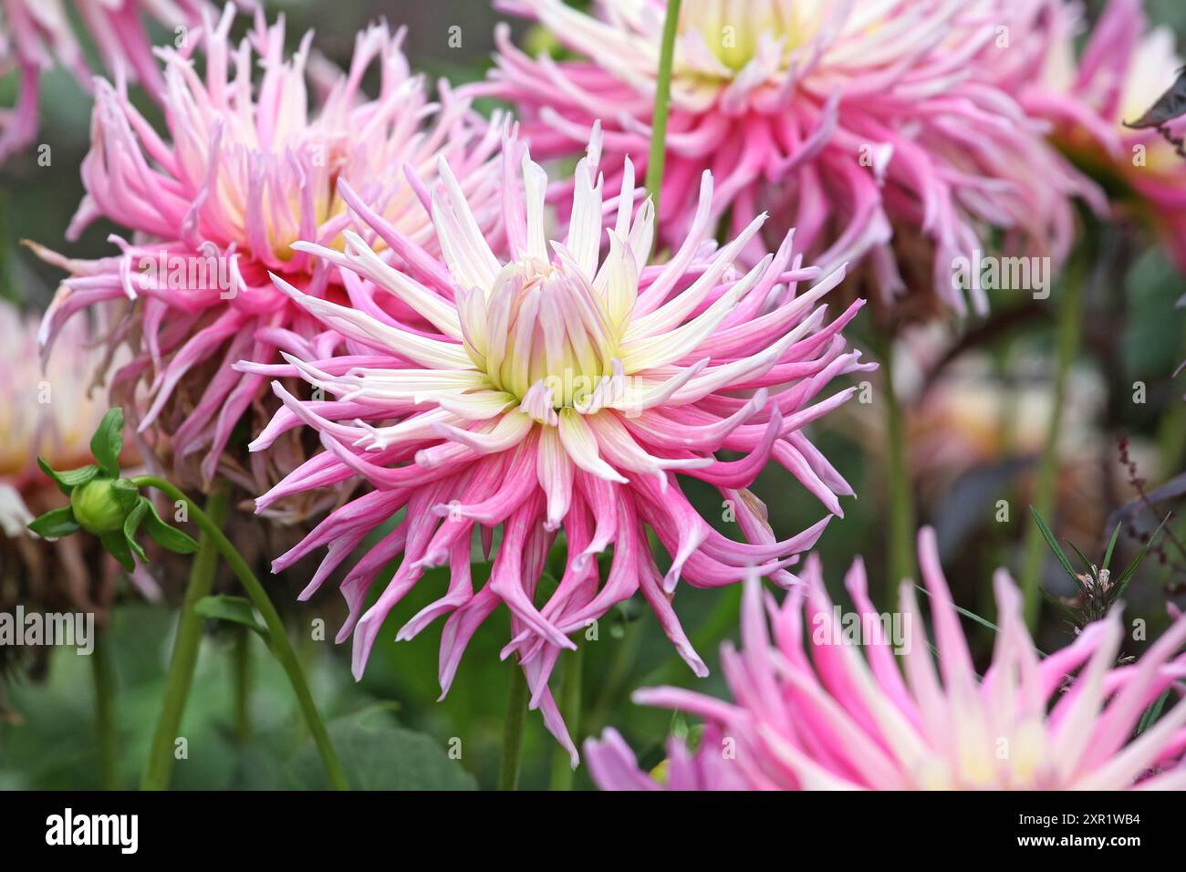 Pink and white cactus dahlia ‘Star’s Favourite’ in flower Stock Photo ...