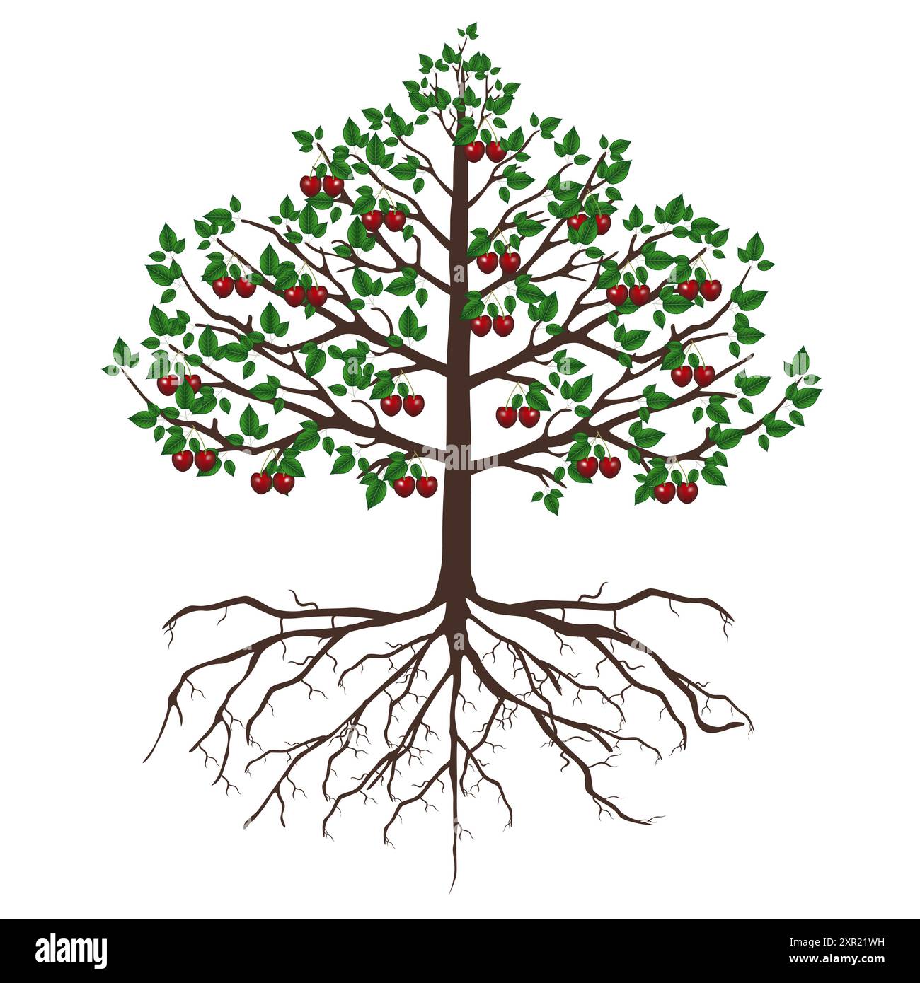 Tree cherry with fruits and roots isolated on white background Stock ...