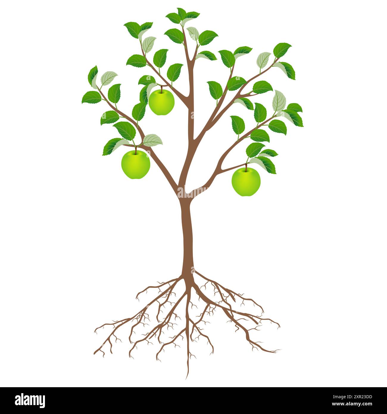 Apple tree with apples and roots isolated on white background Stock ...