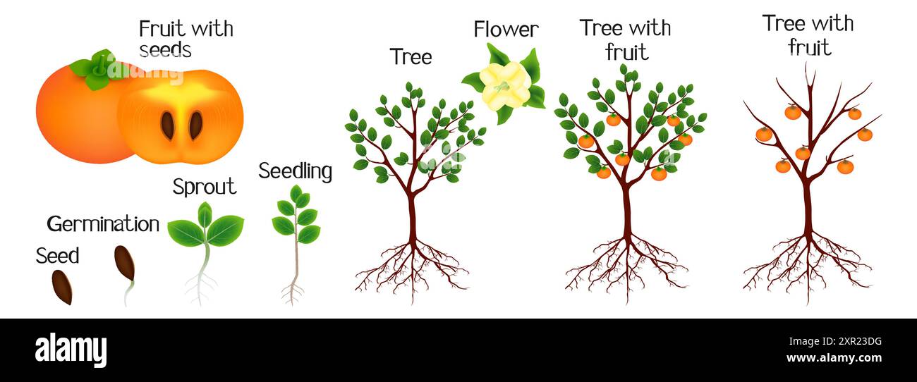 Cycle of growth of a persimmon tree on a white background Stock Vector ...
