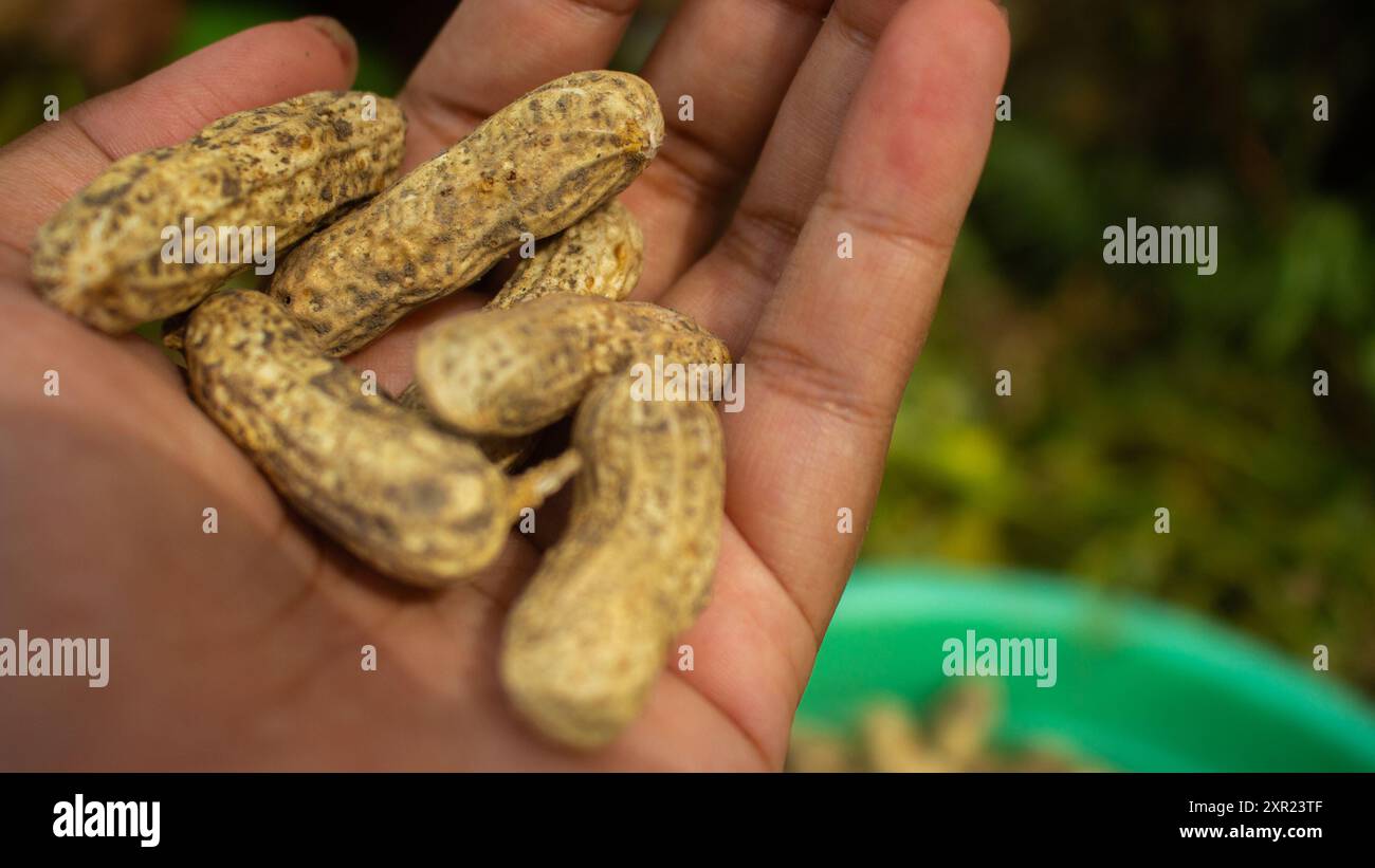 woman farmer hands holding harvest fresh ground peanuts. Perfect for themes related to agriculture and farming. Stock Photo