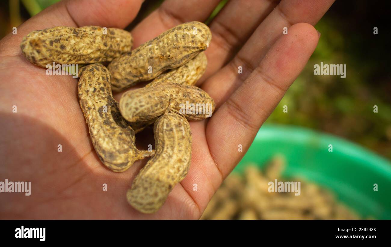 woman farmer hands holding harvest fresh ground peanuts. Perfect for themes related to agriculture and farming. Stock Photo