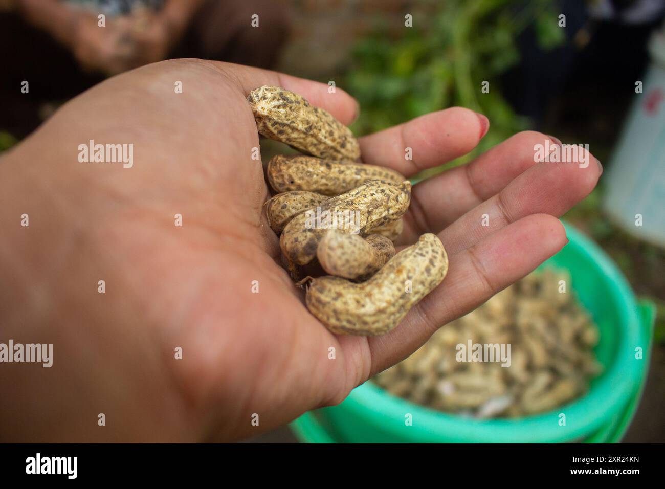 woman farmer hands holding harvest fresh ground peanuts. Perfect for themes related to agriculture and farming. Stock Photo