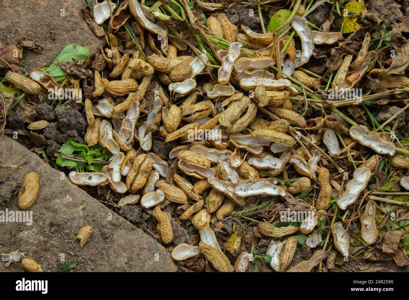 pile of boiled peanut shells in the trash. Perfect for themes related to agriculture and farming. Stock Photo
