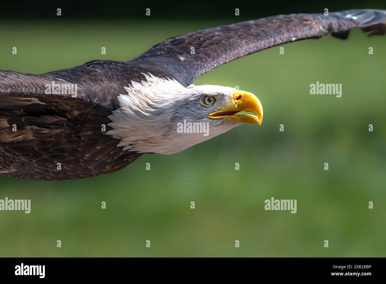 Bald Eagle (Haliaeetus leucocephalus) in Flight Stock Photo - Alamy
